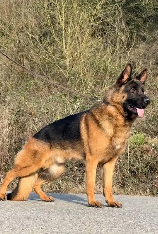 German Shepherd stock coat Young Breeder Male Black & Tan — photo 3
