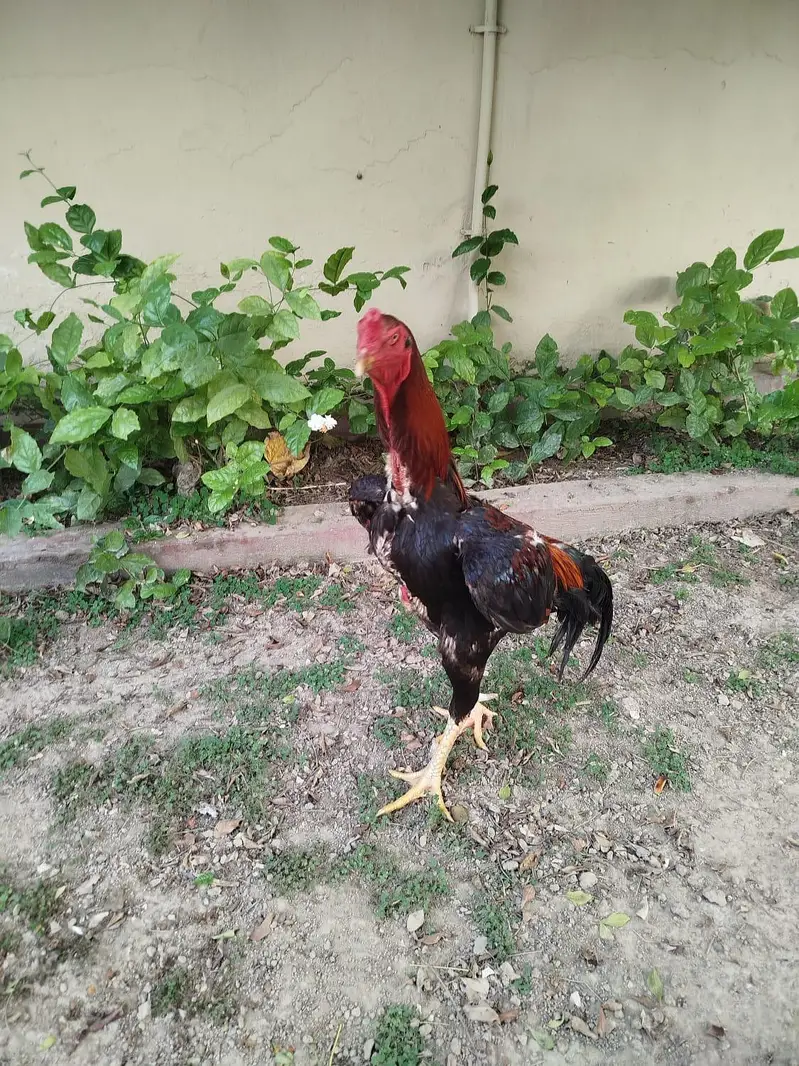 trio set  1 male 2 female hen — photo 2