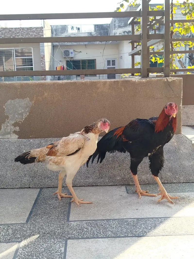 trio set  1 male 2 female hen — photo 4