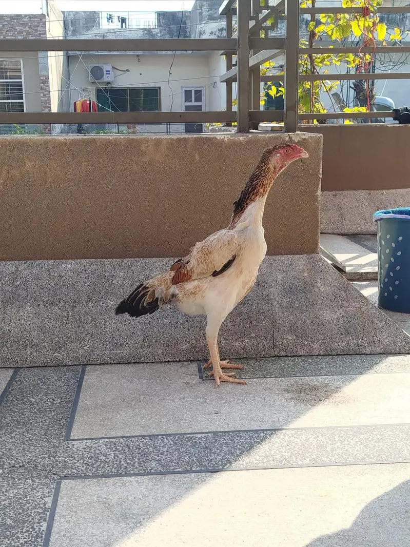 trio set  1 male 2 female hen — photo 5