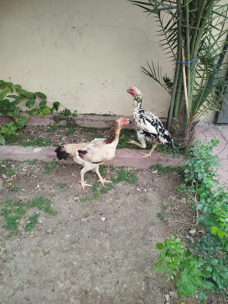 trio set  1 male 2 female hen — photo 6