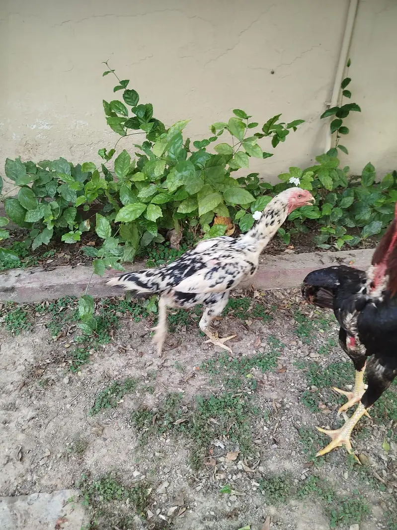 trio set  1 male 2 female hen — photo 7