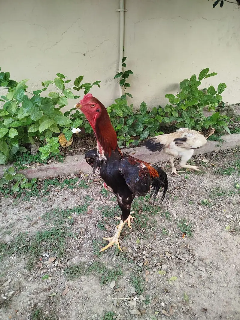 trio set  1 male 2 female hen — photo 9