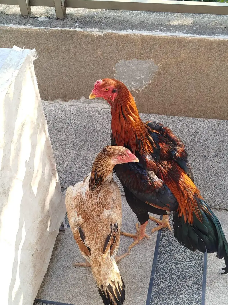 trio set  1 male 2 female hen — photo 10