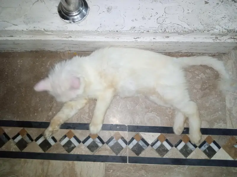 white Persian cat — photo 5