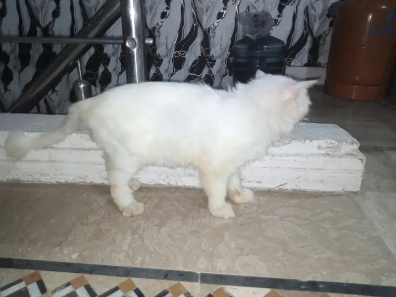 white Persian cat — photo 6