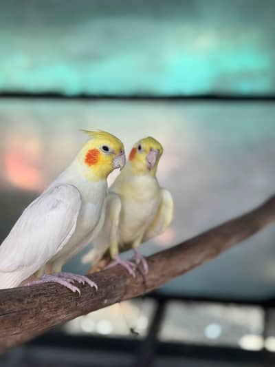 breeder cockatiel pair