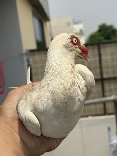 Jacobin and danish breeder pair
