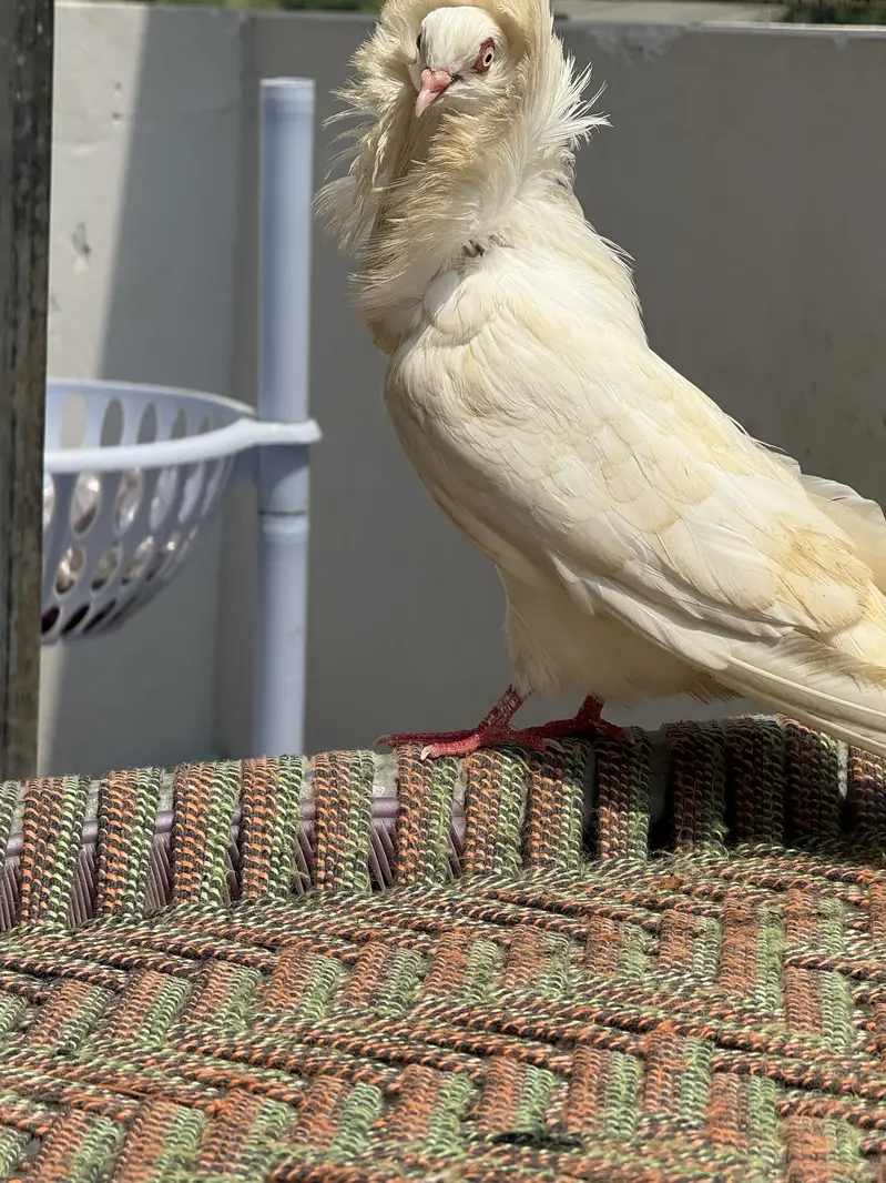Jacobin and danish breeder pair — photo 2