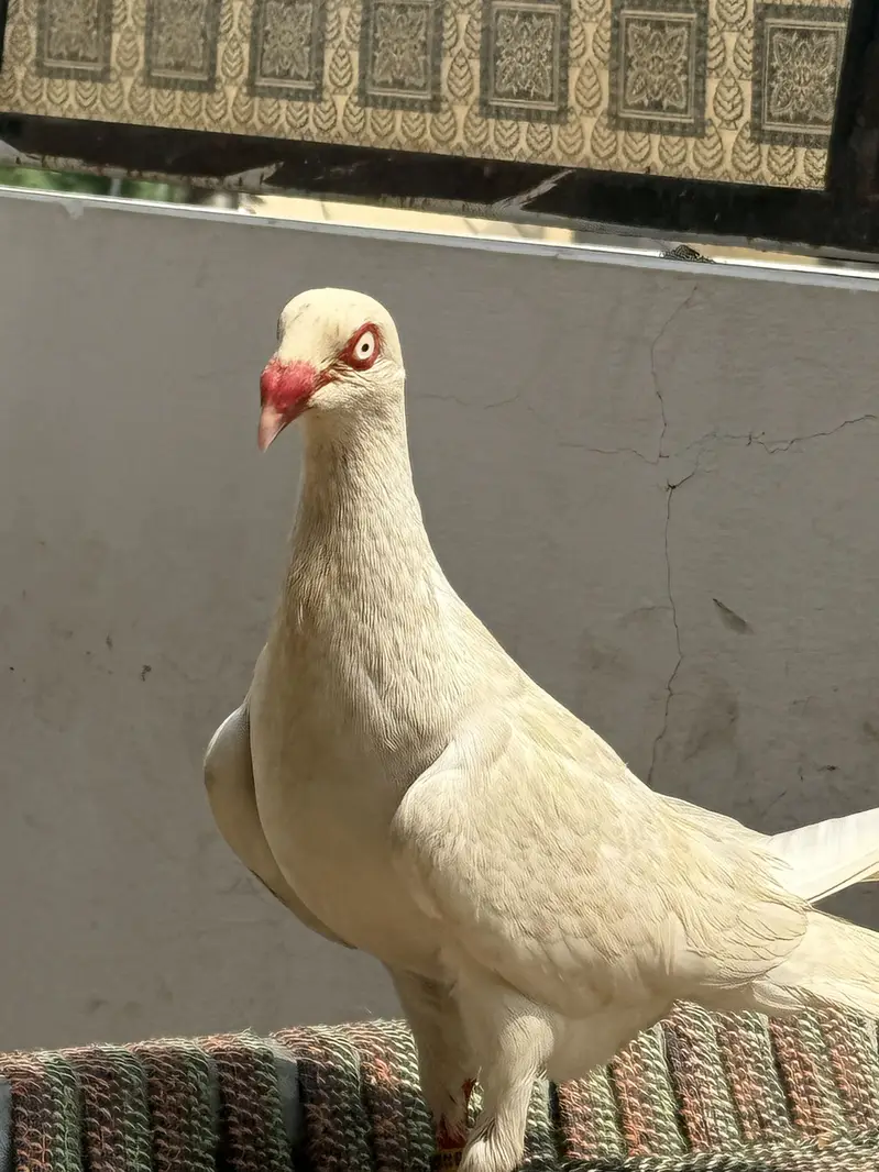 Jacobin and danish breeder pair — photo 3