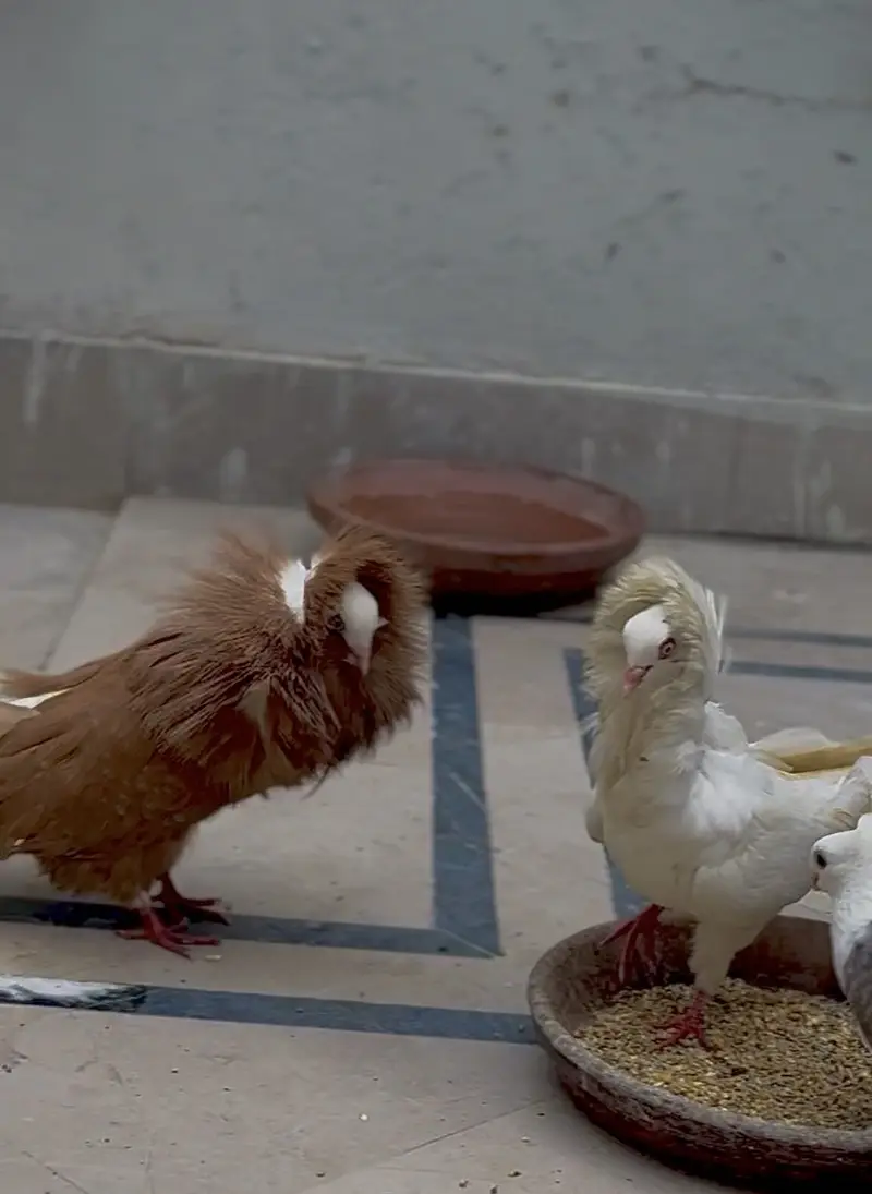 Jacobin and danish breeder pair — photo 4