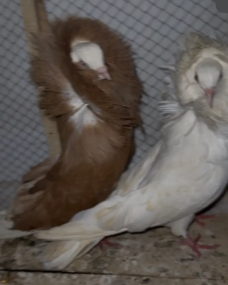Jacobin and danish breeder pair — photo 6