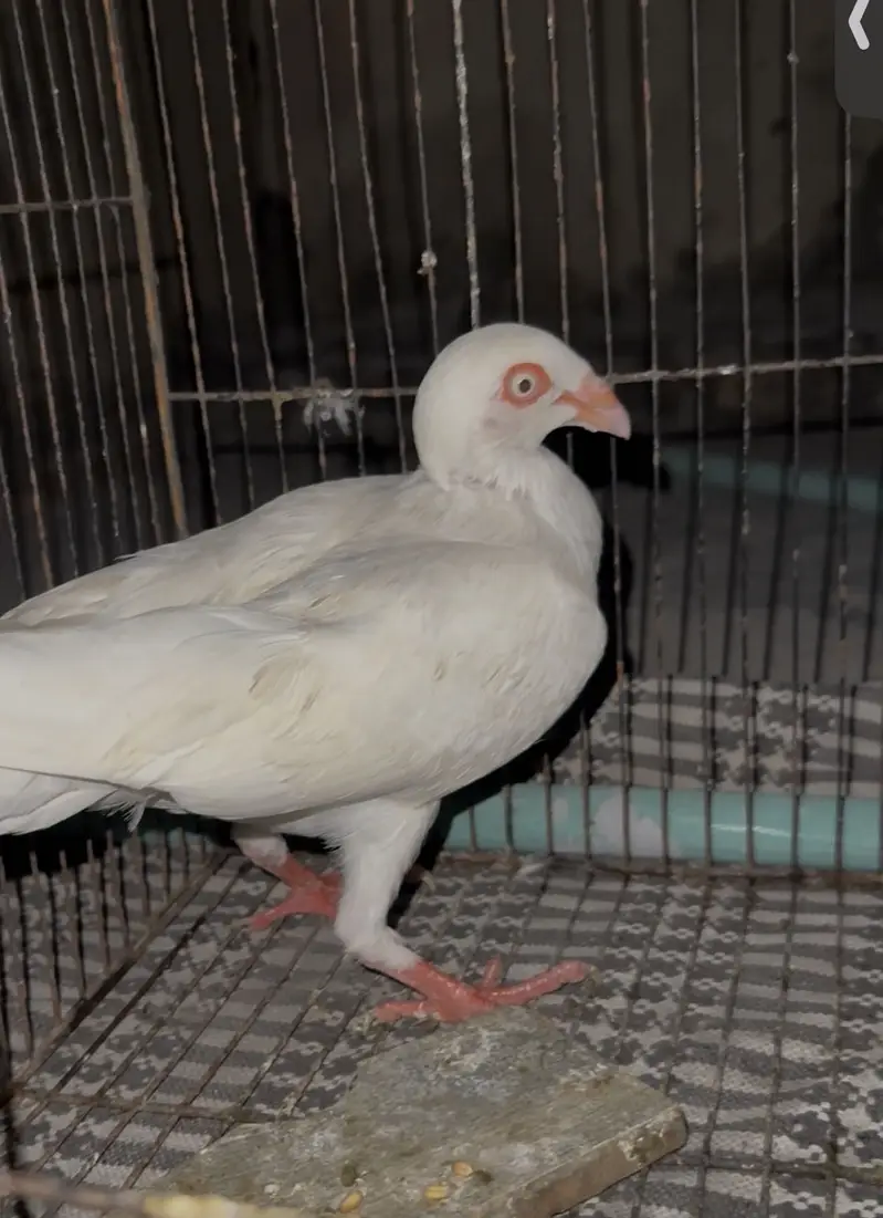 Jacobin and danish breeder pair — photo 7