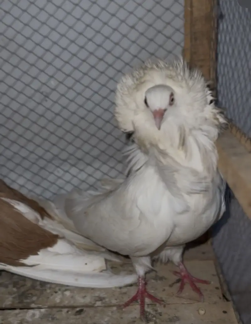 Jacobin and danish breeder pair — photo 8