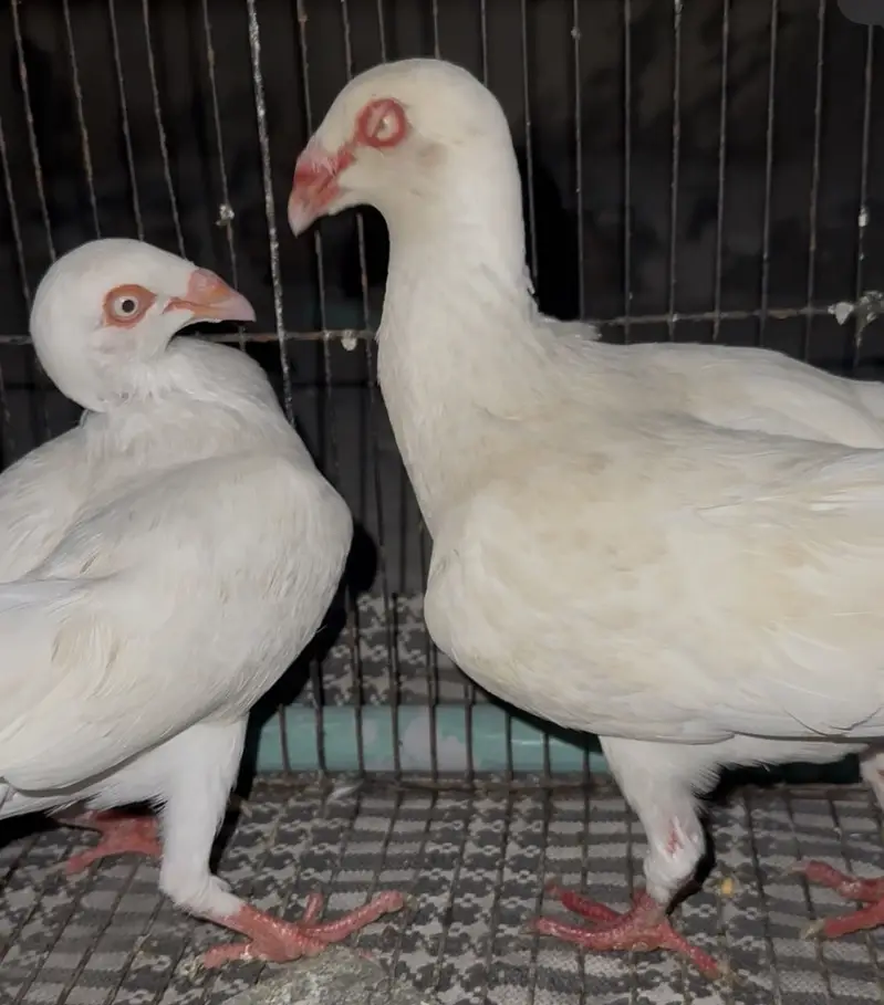 Jacobin and danish breeder pair — photo 9