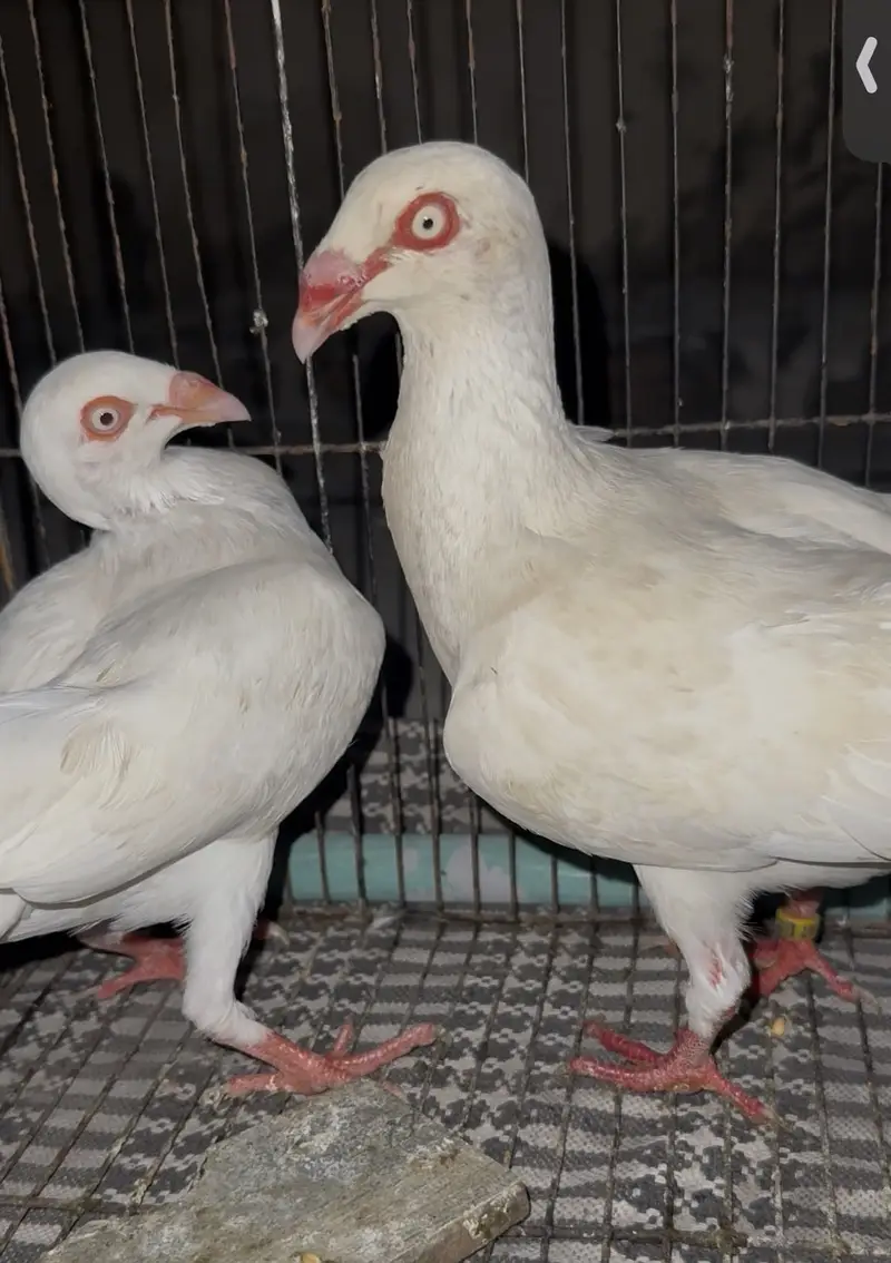 Jacobin and danish breeder pair — photo 10
