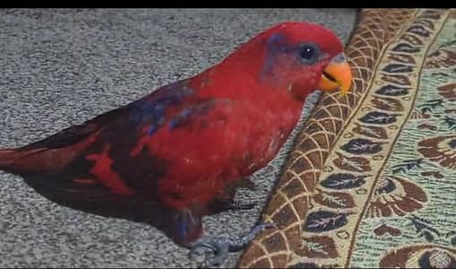 Red malacand lory DNA test male