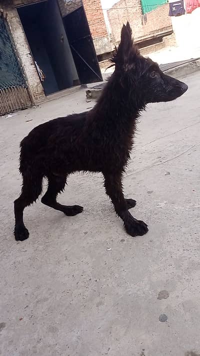 BLACKE SHEPHARD Puppy