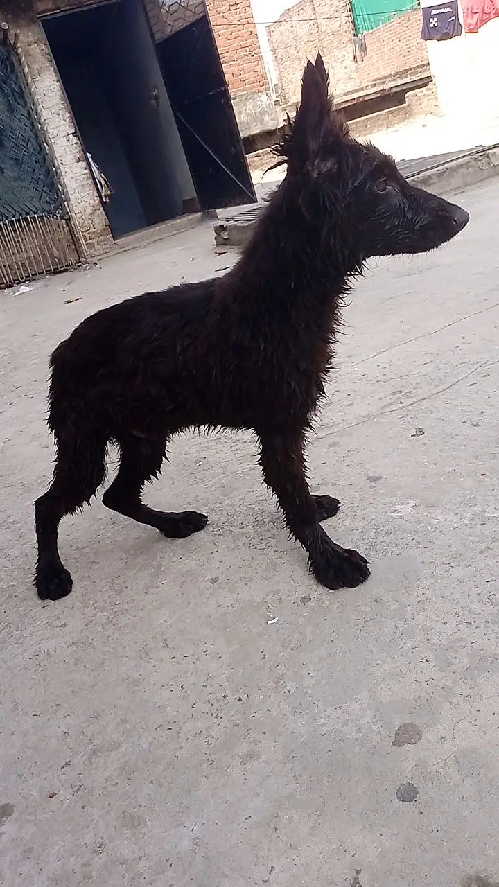 BLACKE SHEPHARD Puppy