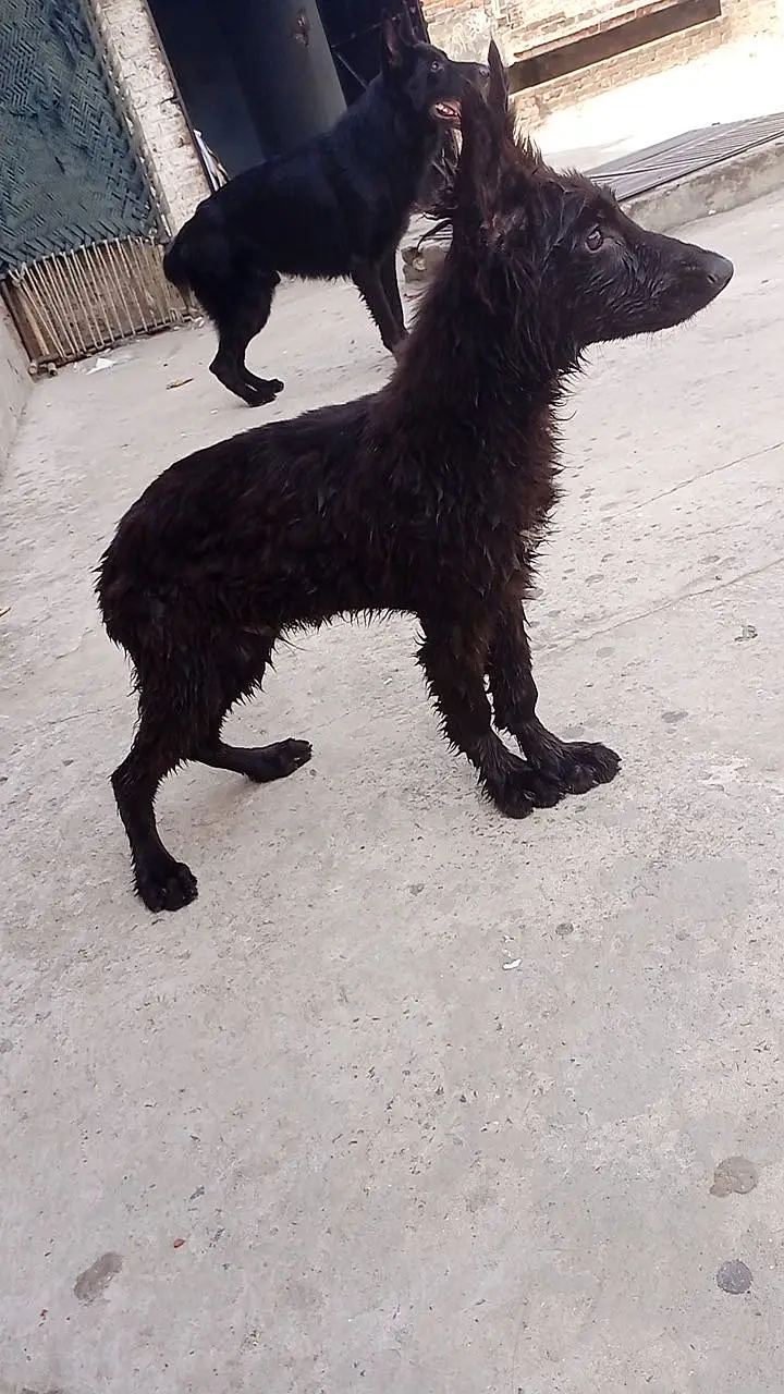 BLACKE SHEPHARD Puppy — photo 2