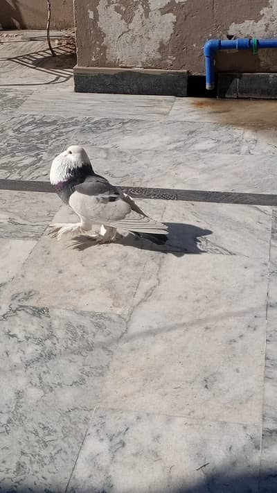 Breeder gubara jora