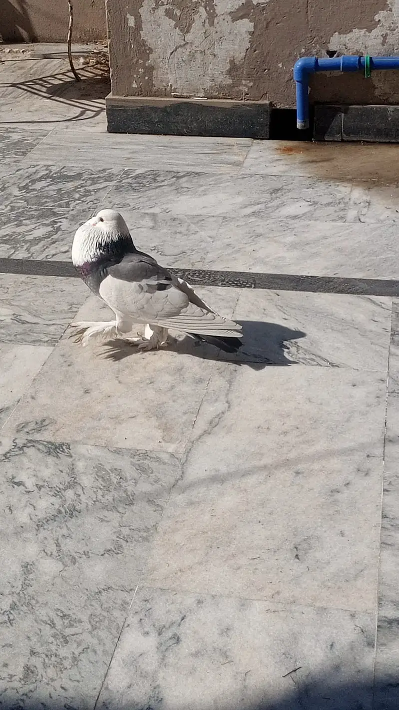 Breeder gubara jora