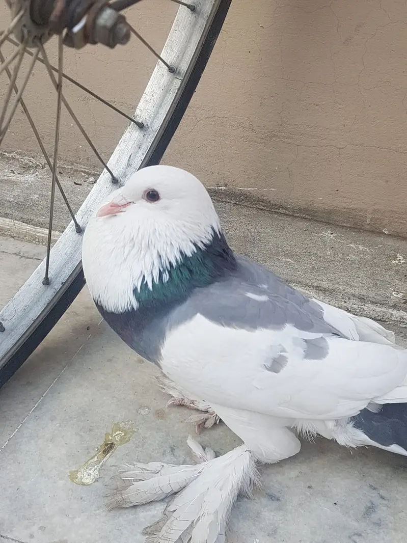 Breeder gubara jora — photo 2