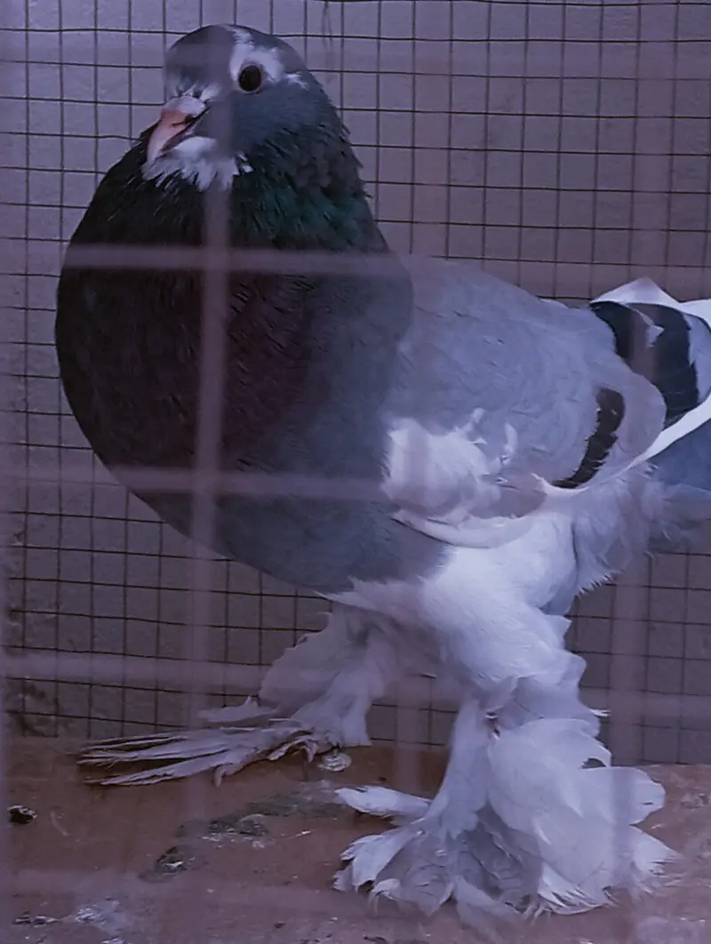 Breeder gubara jora — photo 3