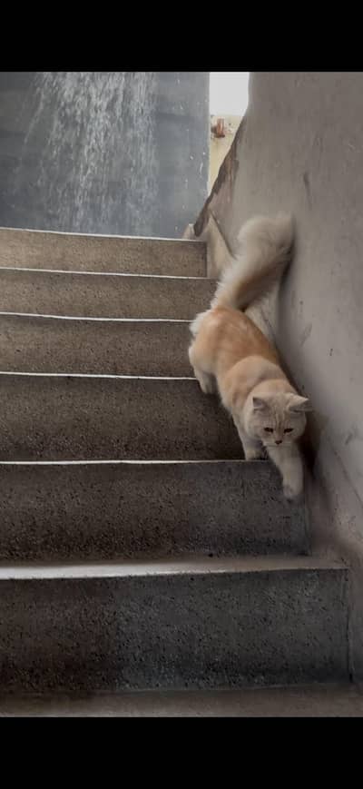 Long coat Persian cat