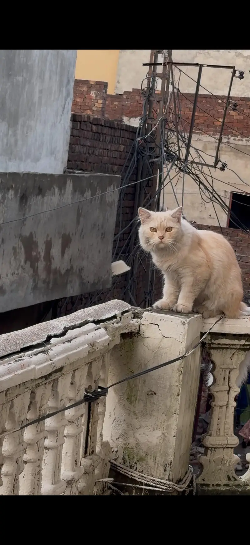 Long coat Persian cat — photo 2
