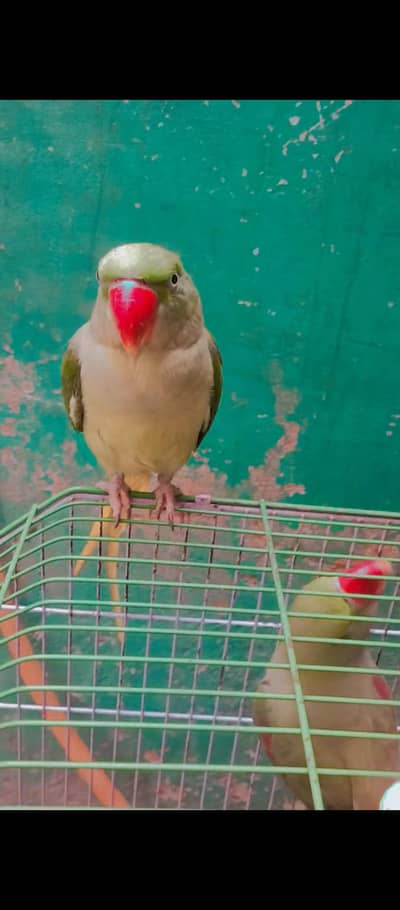 pahari green parrot