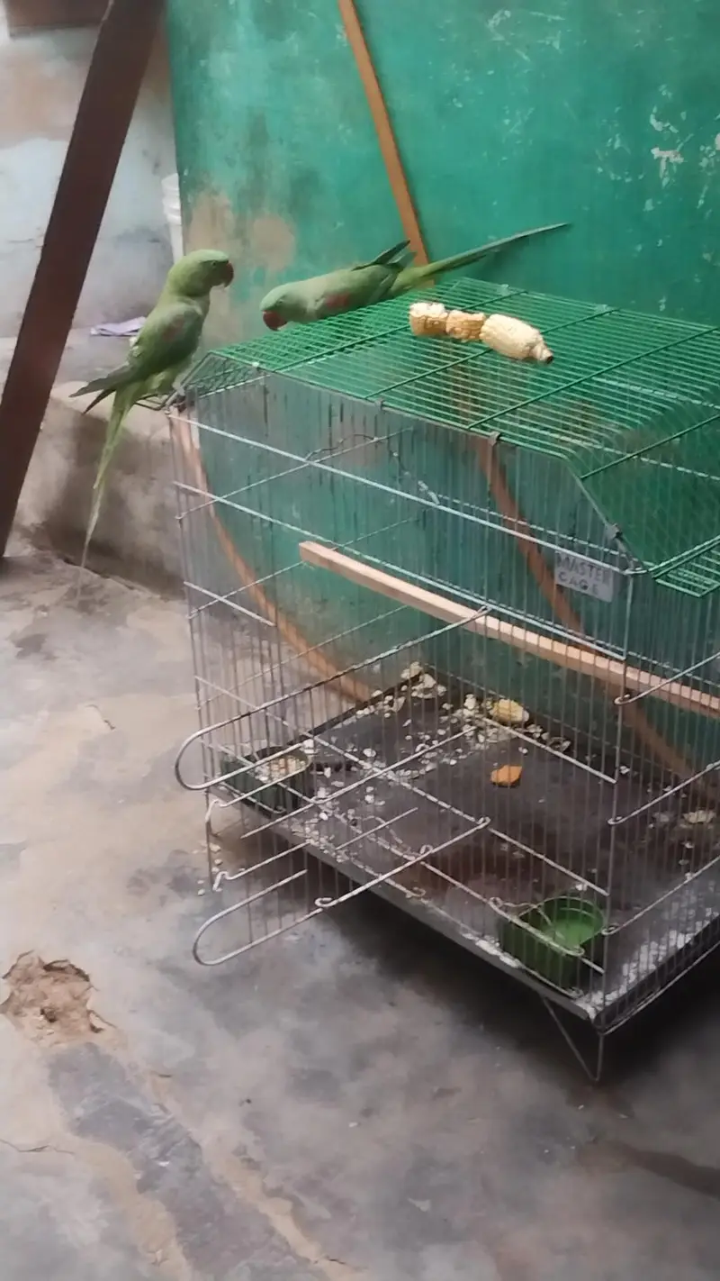 pahari green parrot — photo 2