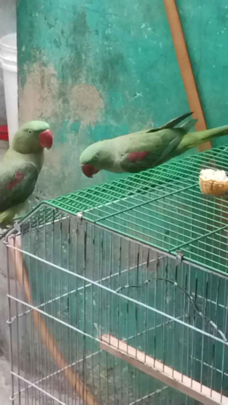 pahari green parrot — photo 3