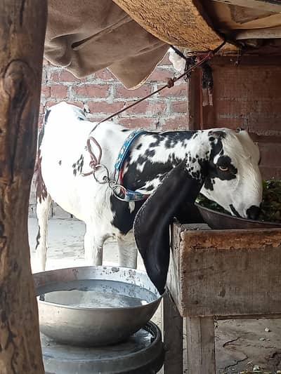 1 bekri 6dant sath mai 1 path 8mnth ki for sell watsp nber 03156243346