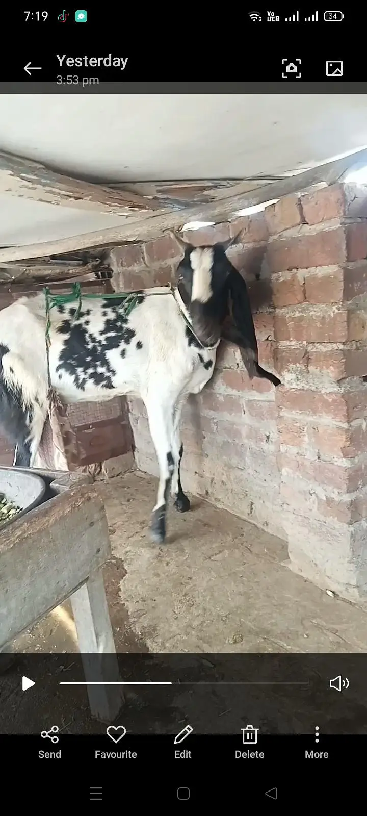 1 bekri 6dant sath mai 1 path 8mnth ki for sell watsp nber 03156243346 — photo 2