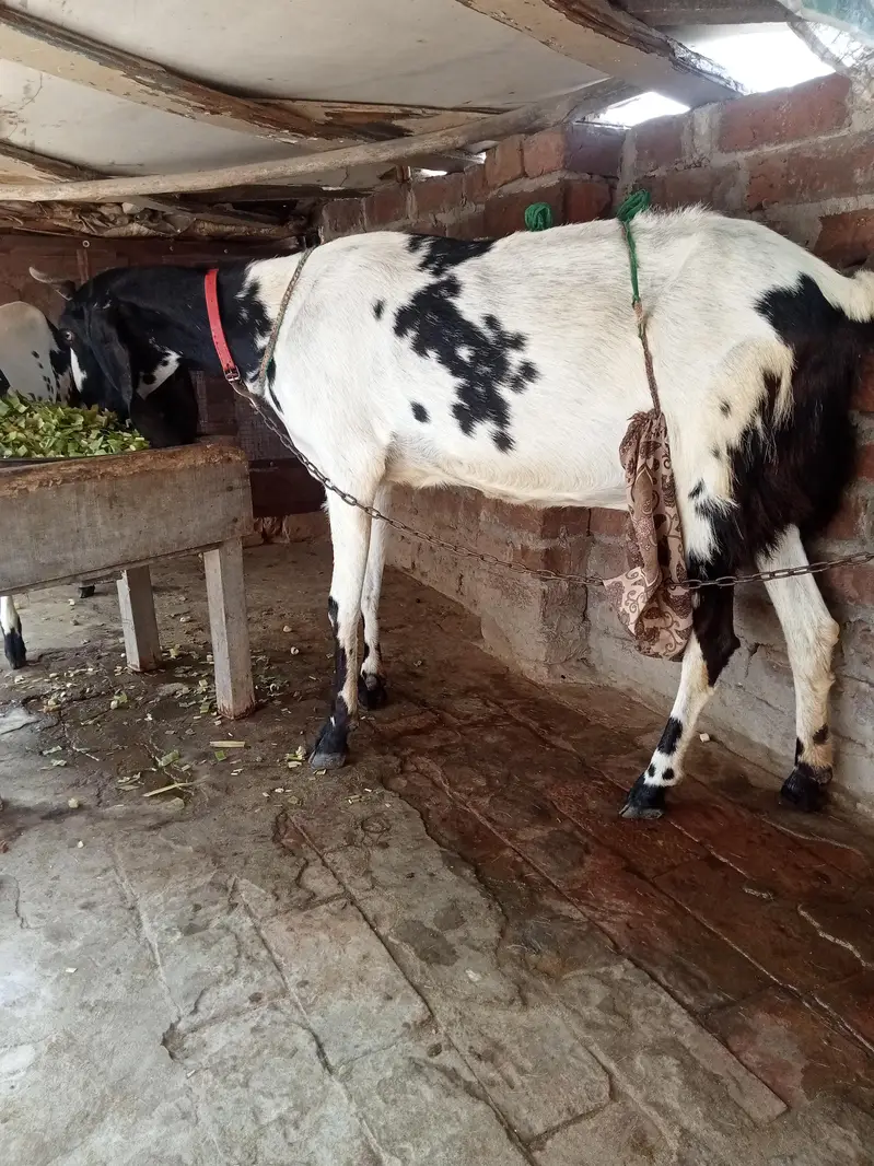 1 bekri 6dant sath mai 1 path 8mnth ki for sell watsp nber 03156243346 — photo 3