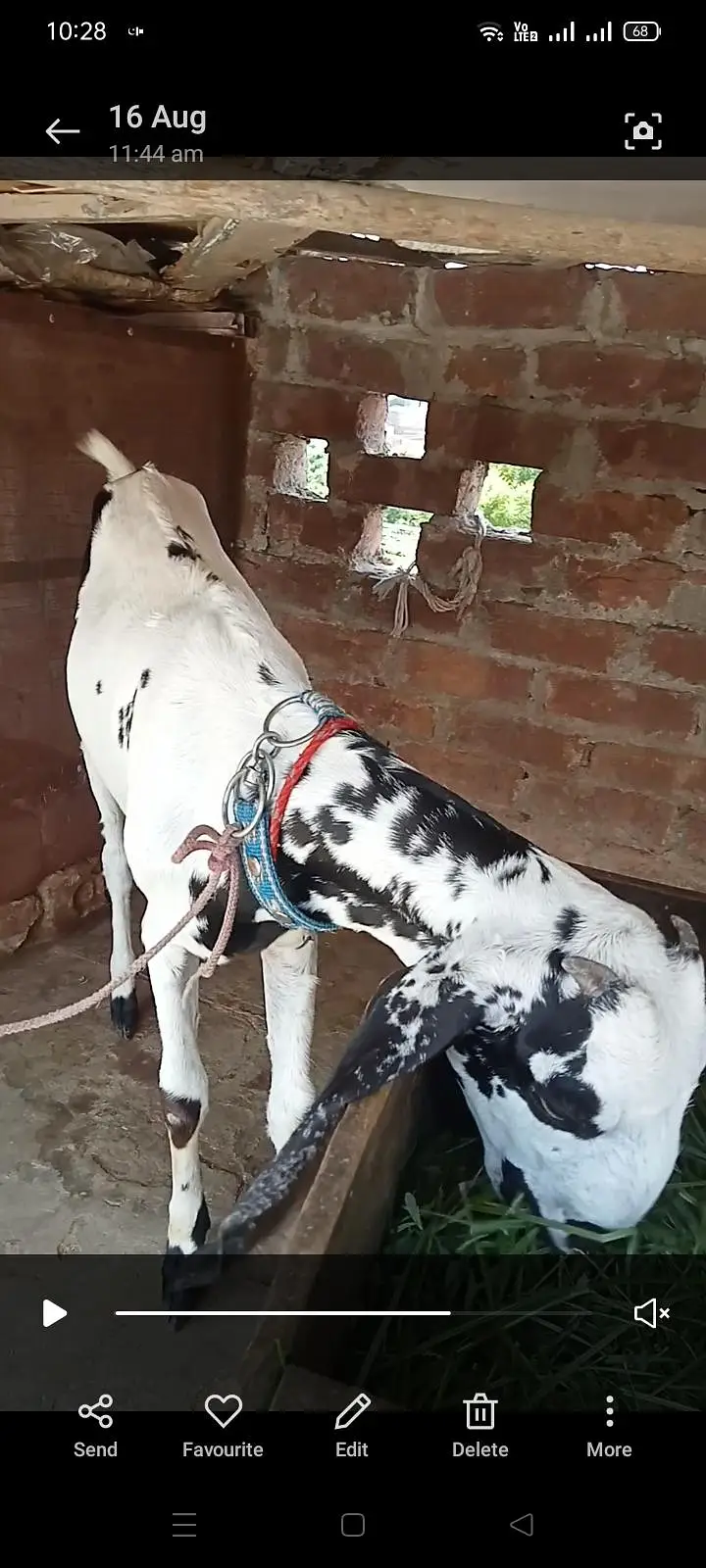 1 bekri 6dant sath mai 1 path 8mnth ki for sell watsp nber 03156243346 — photo 4