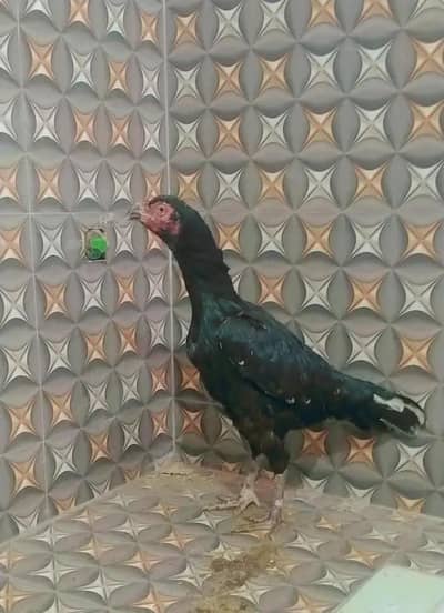 Aseel top quality bird,s  03274851024