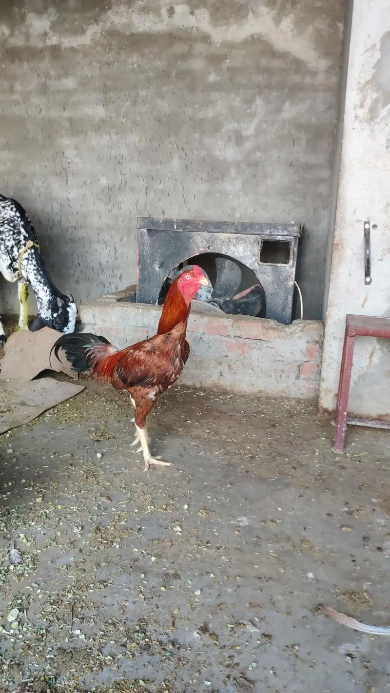 Aseel top quality bird,s  03274851024 — photo 2