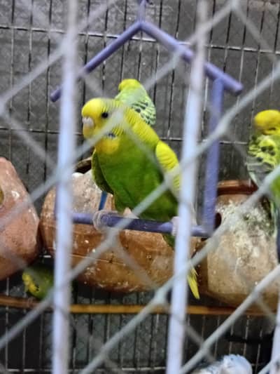 Australian green parrots 