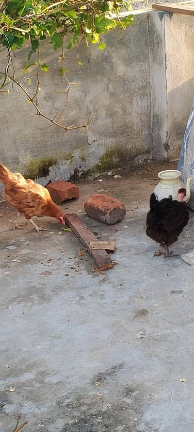 golden misri hens