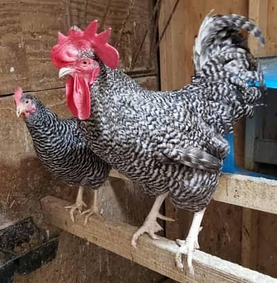 FANCY HEN PLYMOUTH ROCK PAIR AVAILABLE