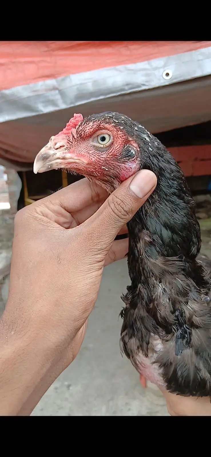 all breeder hens — photo 2