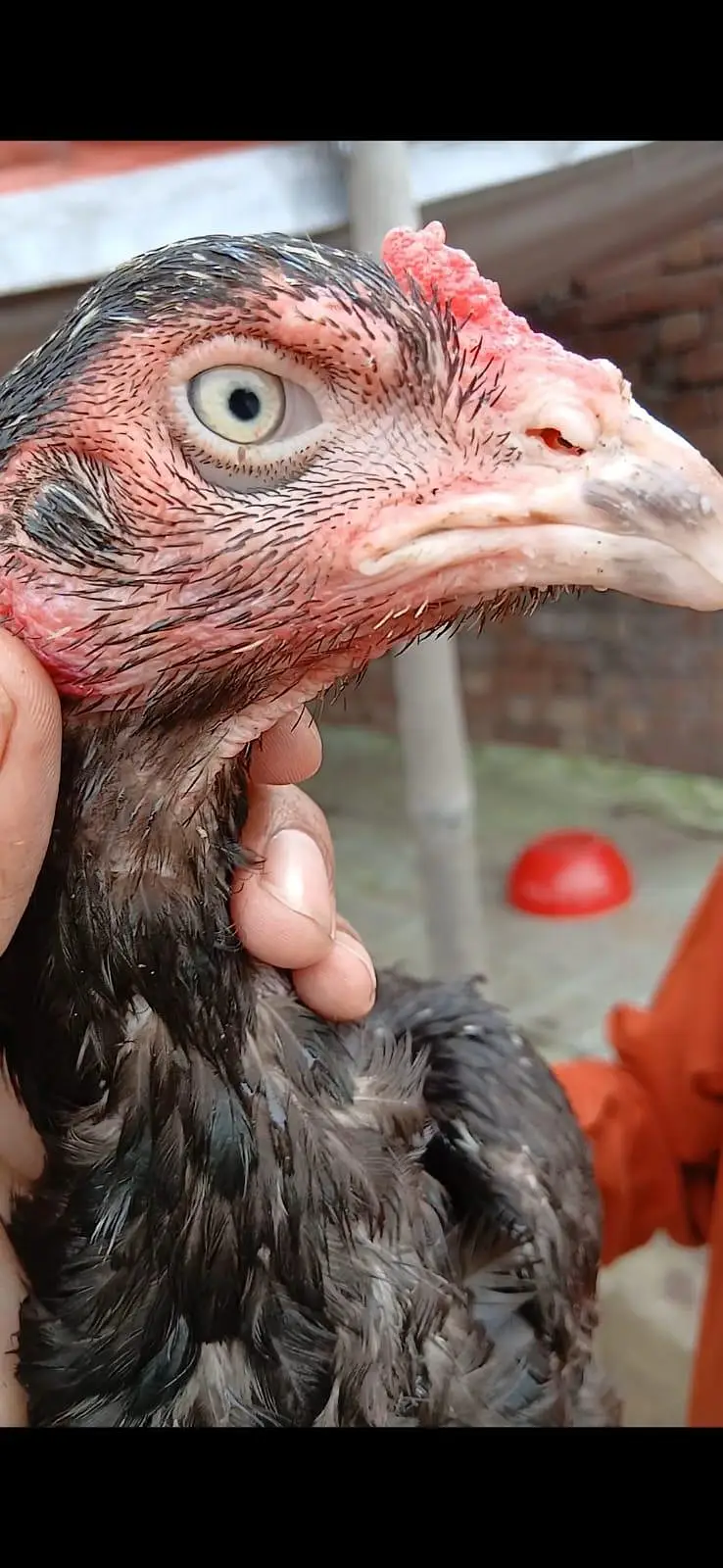 all breeder hens — photo 3
