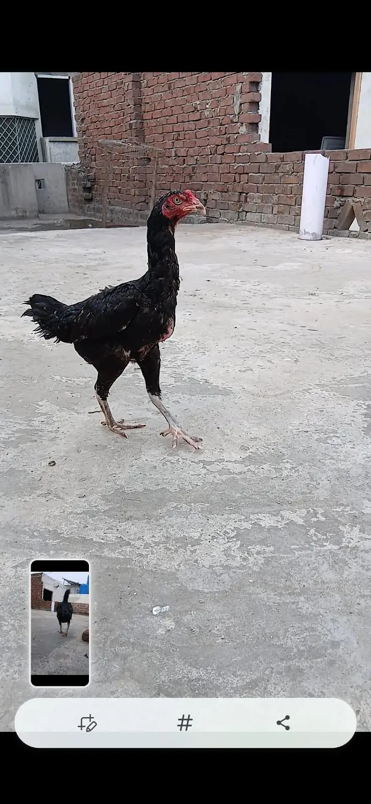 all breeder hens — photo 4