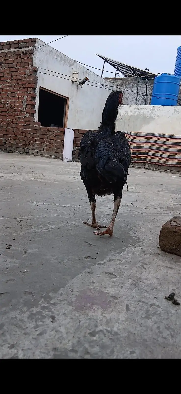 all breeder hens — photo 6