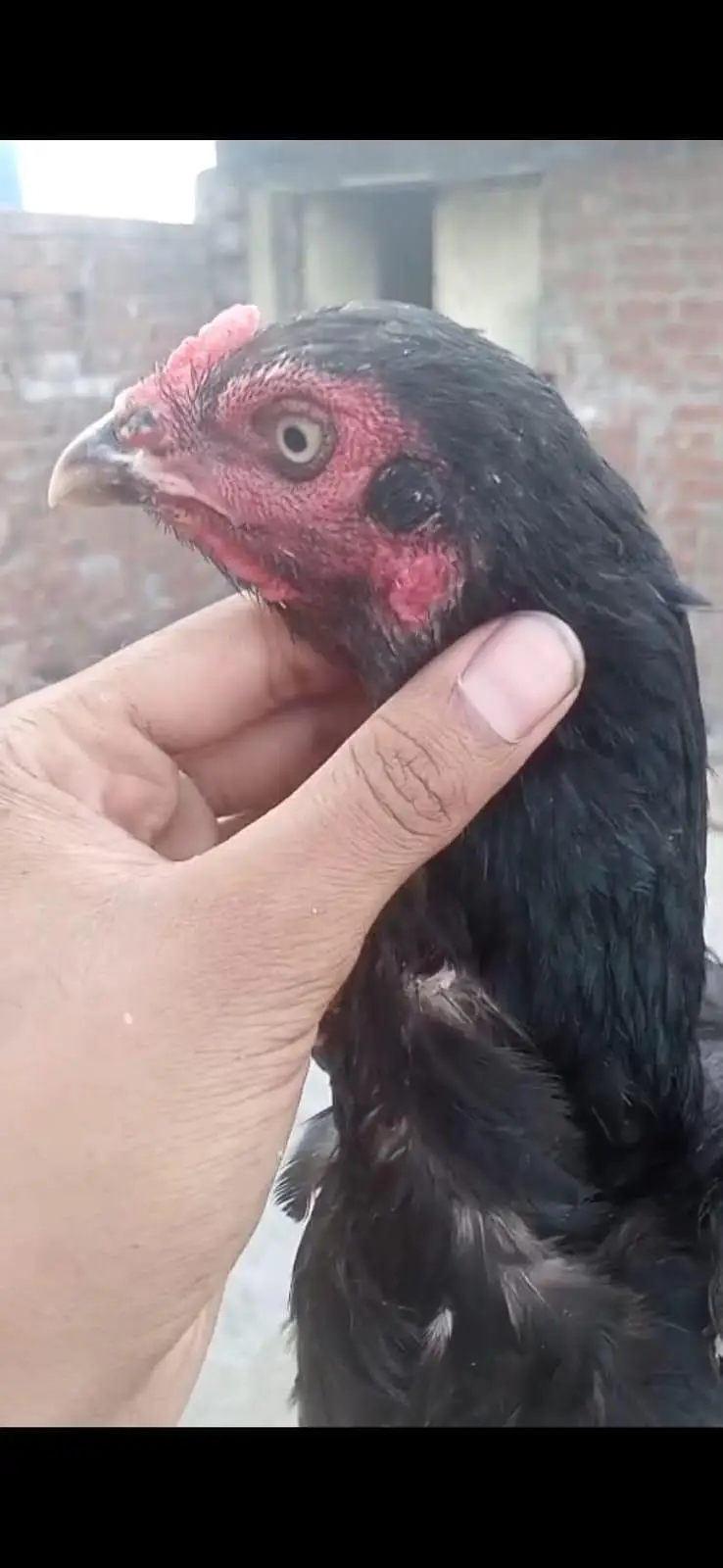 all breeder hens — photo 7