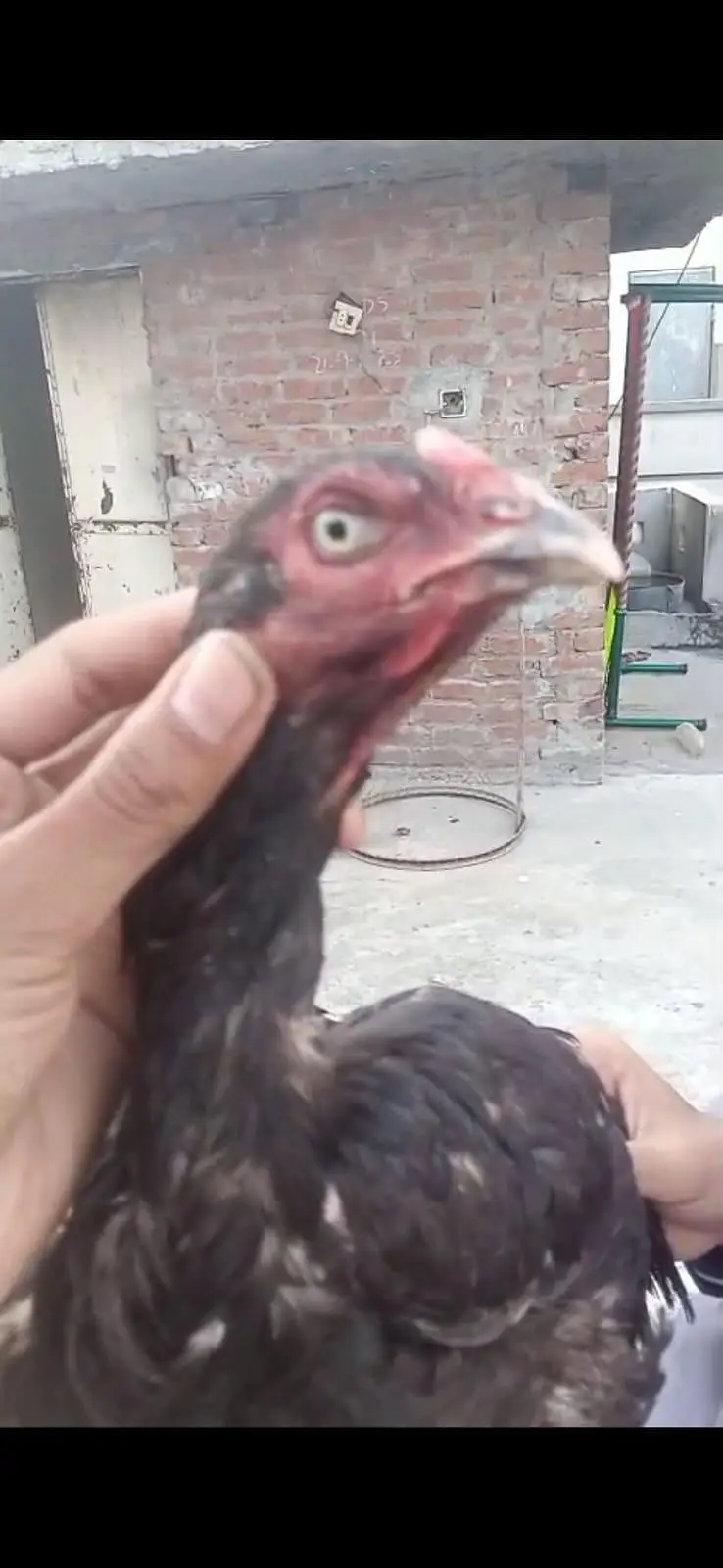 all breeder hens — photo 8