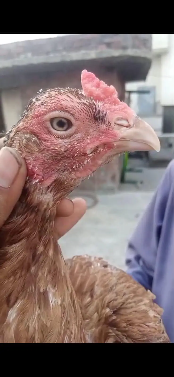 all breeder hens — photo 10