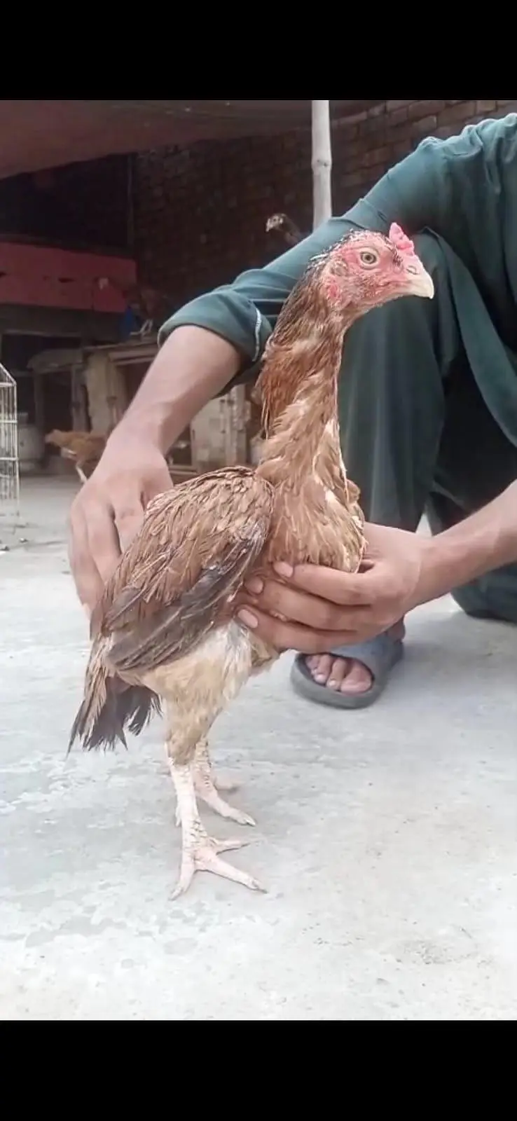all breeder hens — photo 11